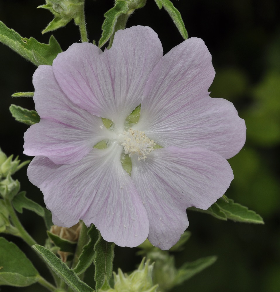 Image of genus Lavatera specimen.