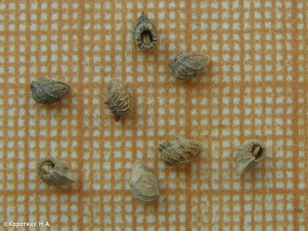 Image of Nonea rossica specimen.