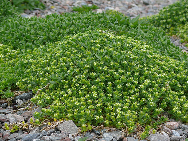 Image of Honckenya peploides ssp. diffusa specimen.