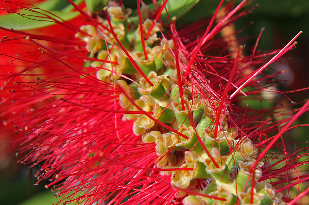 Image of Callistemon citrinus specimen.