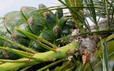 Pinus armandii. Часть побега и основание невызревшей шишки. Германия, г. Дюссельдорф, Ботанический сад университета. 03.06.2014.