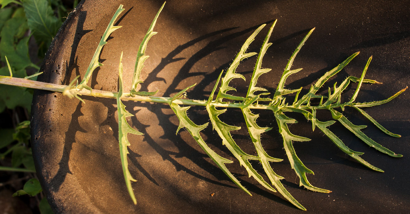Image of Sisymbrium altissimum specimen.