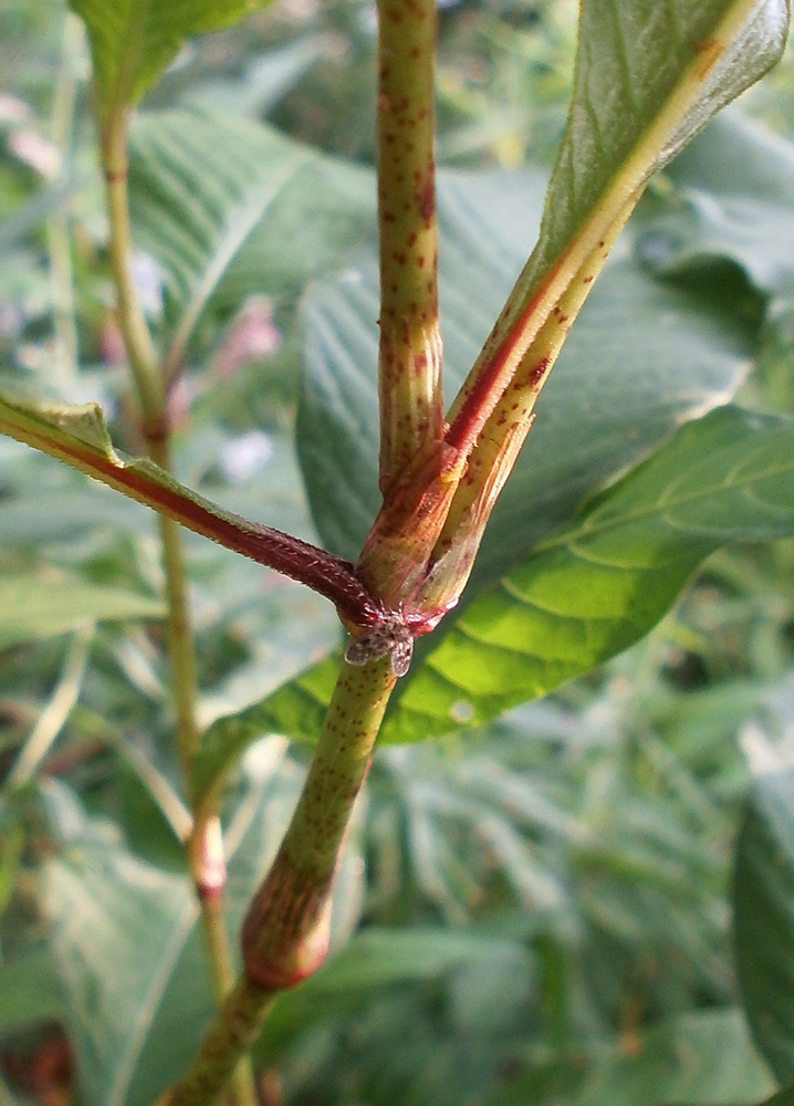Image of Persicaria lapathifolia specimen.