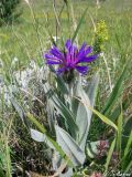 Centaurea fuscomarginata. Цветущее растение. Крымский природный заповедник, Бабуган-Яйла. 19.07.2009.