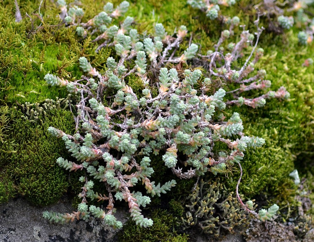 Изображение особи Sedum borissovae.