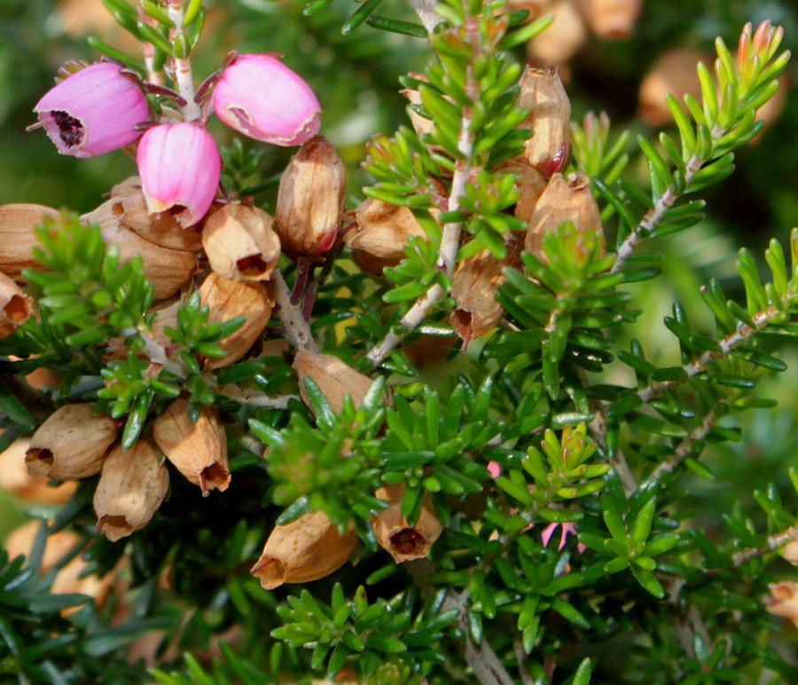 Image of Erica cinerea specimen.
