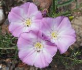 Convolvulus chinensis