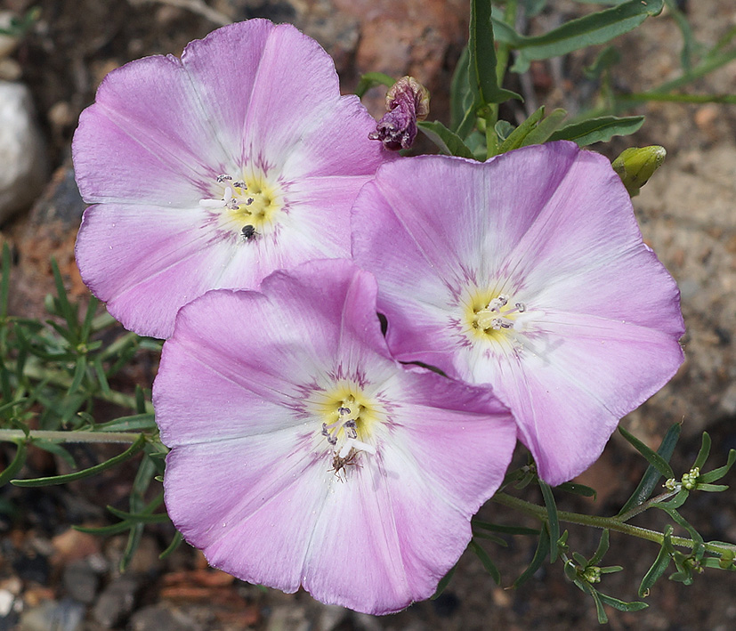 Изображение особи Convolvulus chinensis.