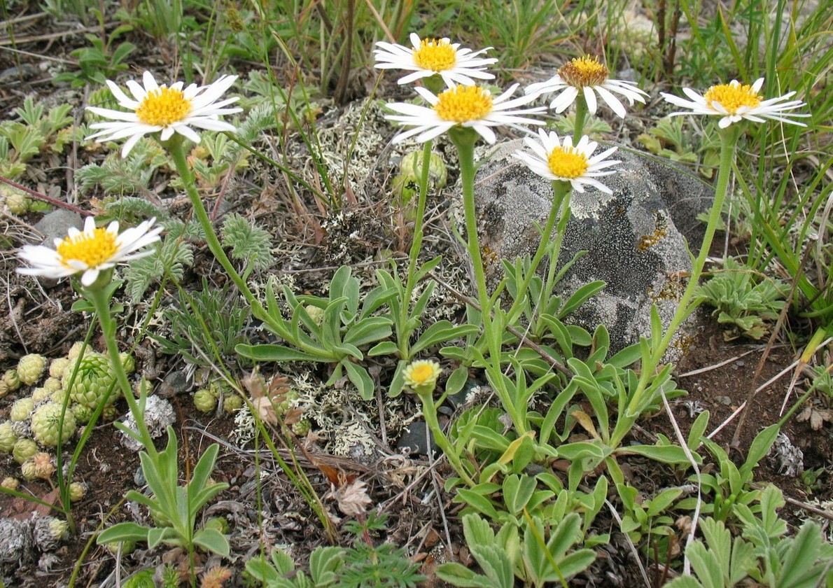 Изображение особи Aster alpinus.