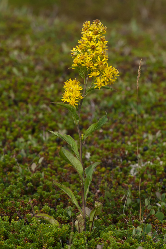 Image of Solidago virgaurea ssp. lapponica specimen.