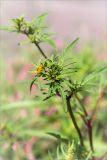 Bidens tripartita