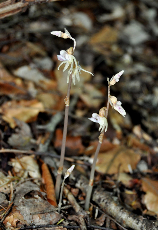 Image of Epipogium aphyllum specimen.