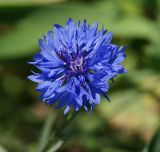 Centaurea cyanus. Соцветие (садовая форма). Московская обл., Раменский р-н, окр. дер. Хрипань, садовый участок. 19.08.2014.