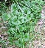 Caltha palustris
