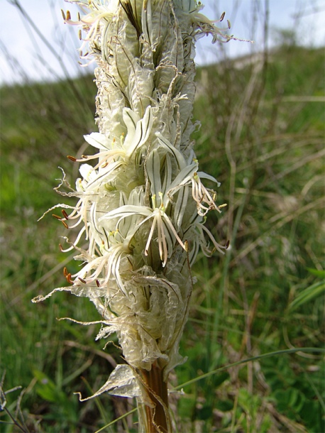 Image of Asphodeline taurica specimen.