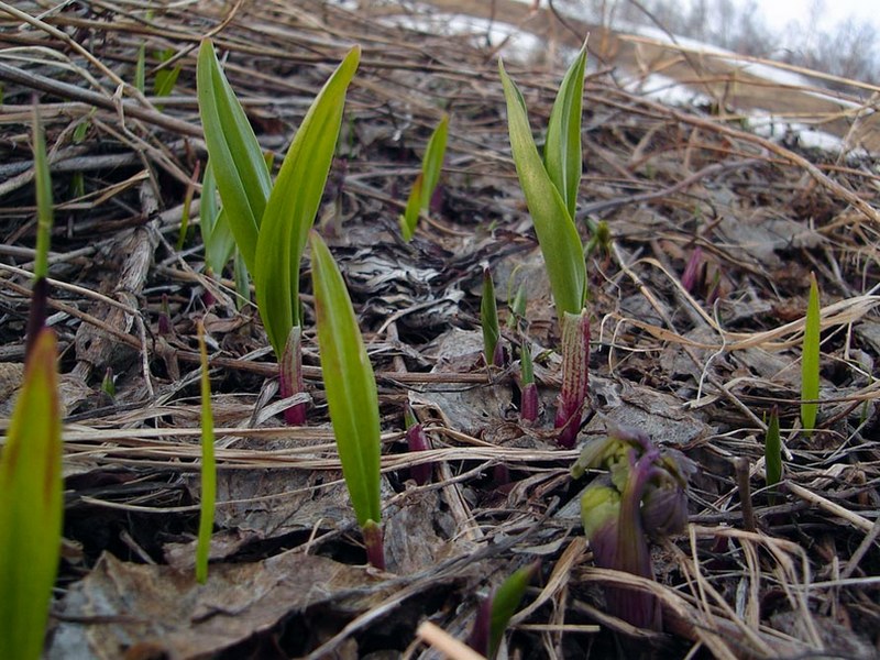 Изображение особи Allium ochotense.