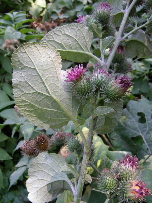 Изображение особи Arctium tomentosum.