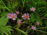 Erigeron politus. Верхушка цветущего растения. Красноярский кр., Ермаковский р-н, парк \"Ергаки\", окр. Ойского озера, обочина дороги. 29.07.2009.