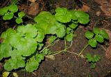 Cardamine amara