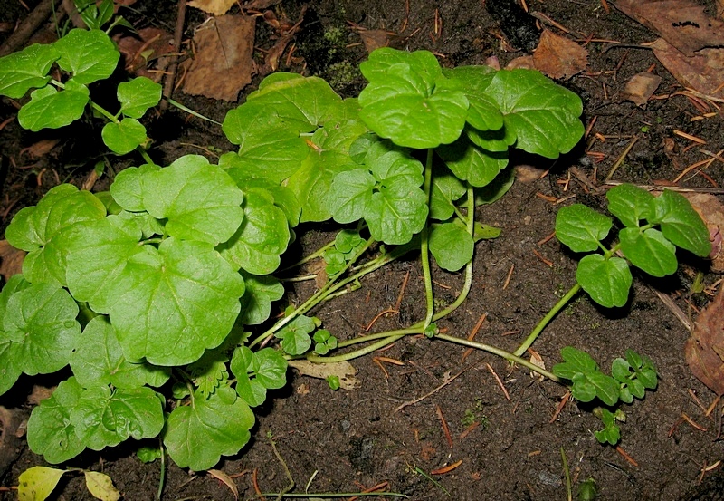 Изображение особи Cardamine amara.