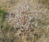 Goniolimon rubellum. Растение в степи. Волгоградская область, озеро Эльтон. 31.07.2006.