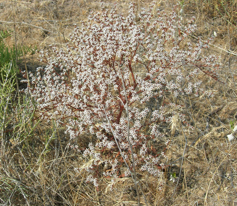 Изображение особи Goniolimon rubellum.