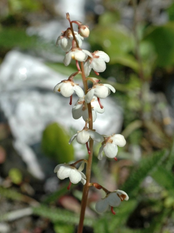 Image of Pyrola norvegica specimen.