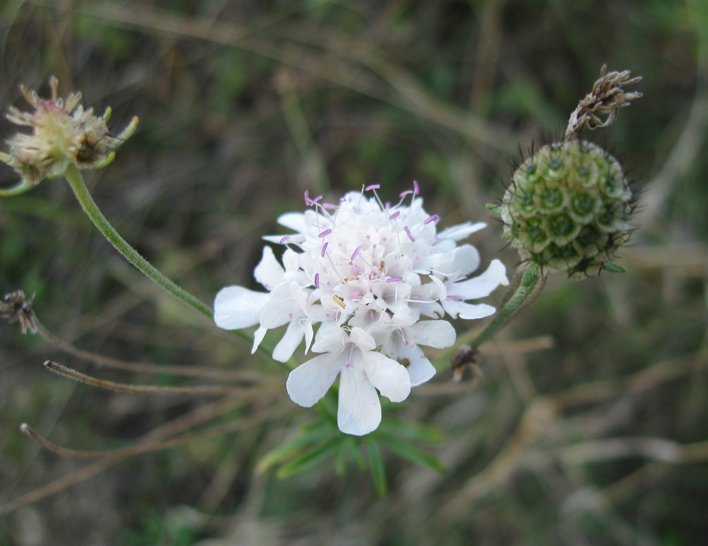 Изображение особи Scabiosa praemontana.