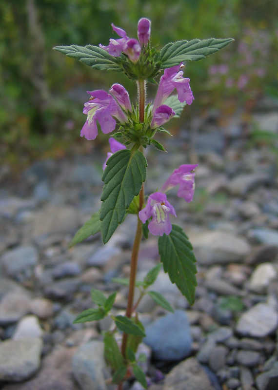 Изображение особи Galeopsis ladanum.