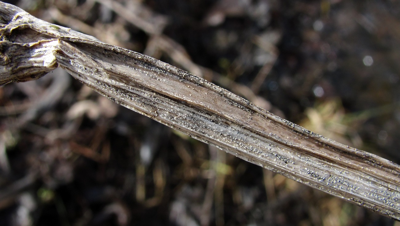 Image of Angelica sylvestris specimen.