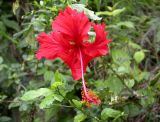 Hibiscus rosa-sinensis