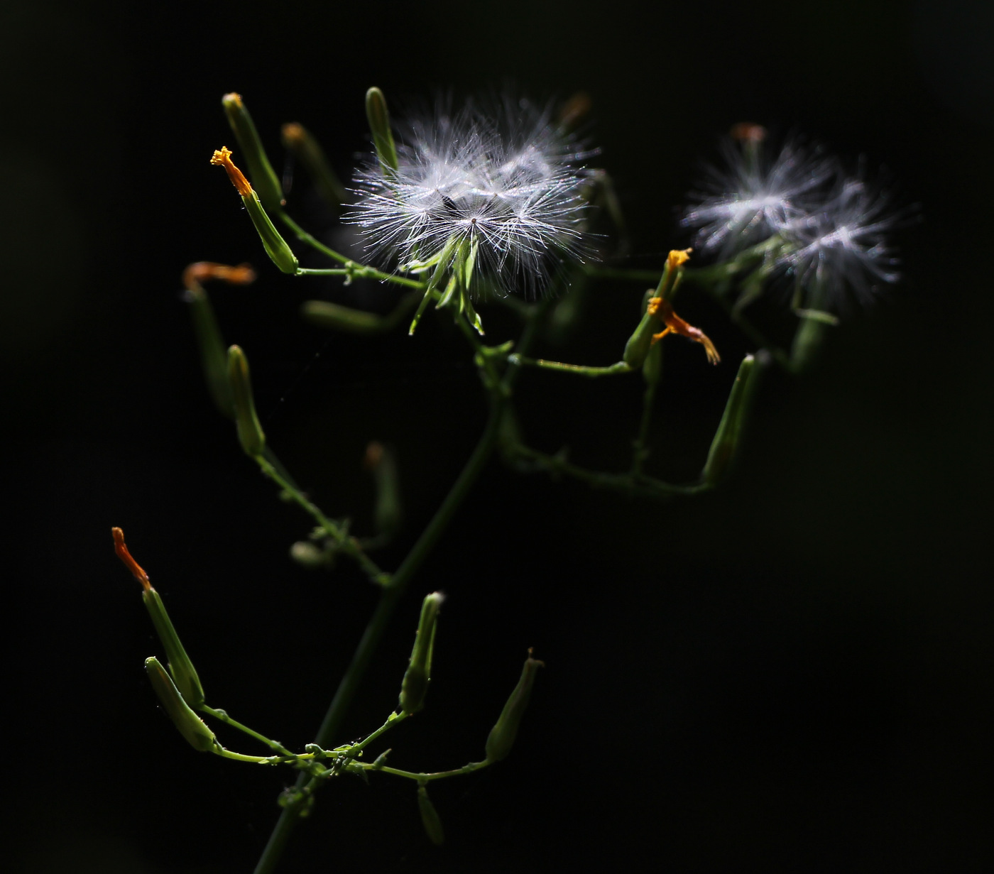 Image of Mycelis muralis specimen.