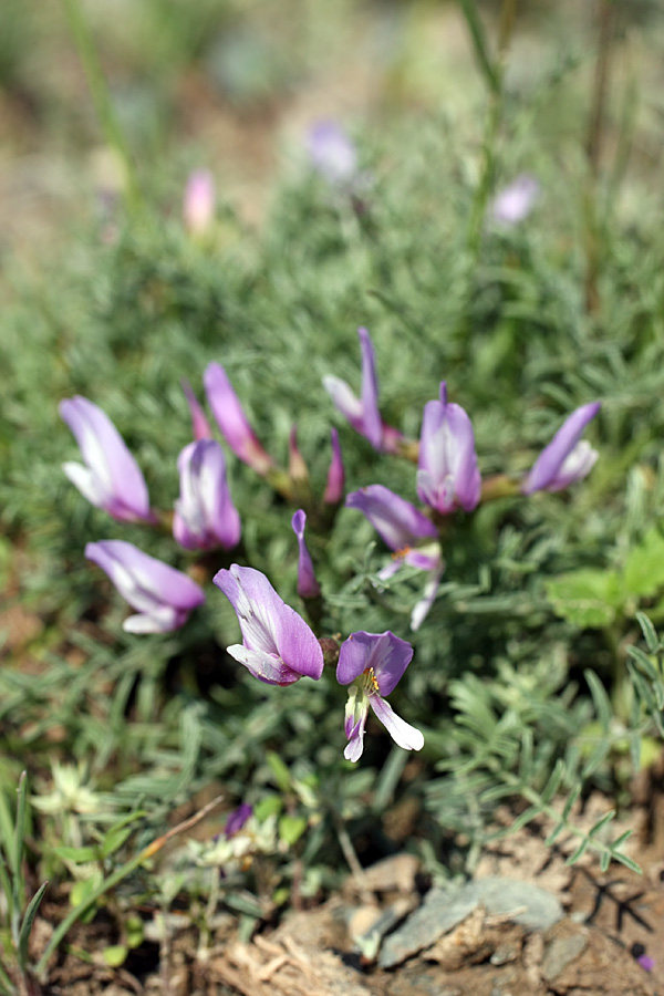 Image of Astragalus pachyrrhizus specimen.