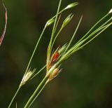 Juncus bufonius. Часть побега с плодами. Московская обл., Раменский р-н, окр. ж.-д. платформы Хрипань, просека под ЛЭП. 30.07.2015.