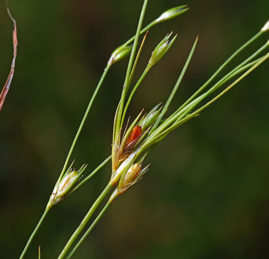 Изображение особи Juncus bufonius.