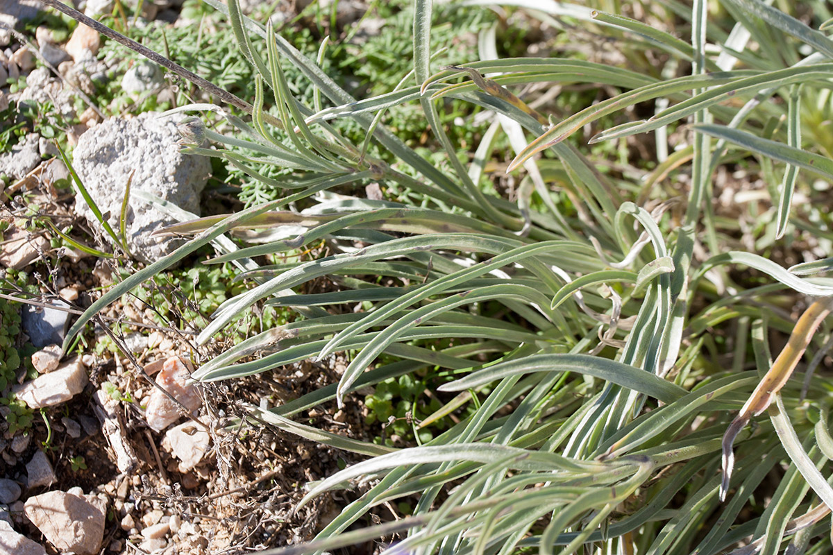 Image of Lomelosia graminifolia specimen.