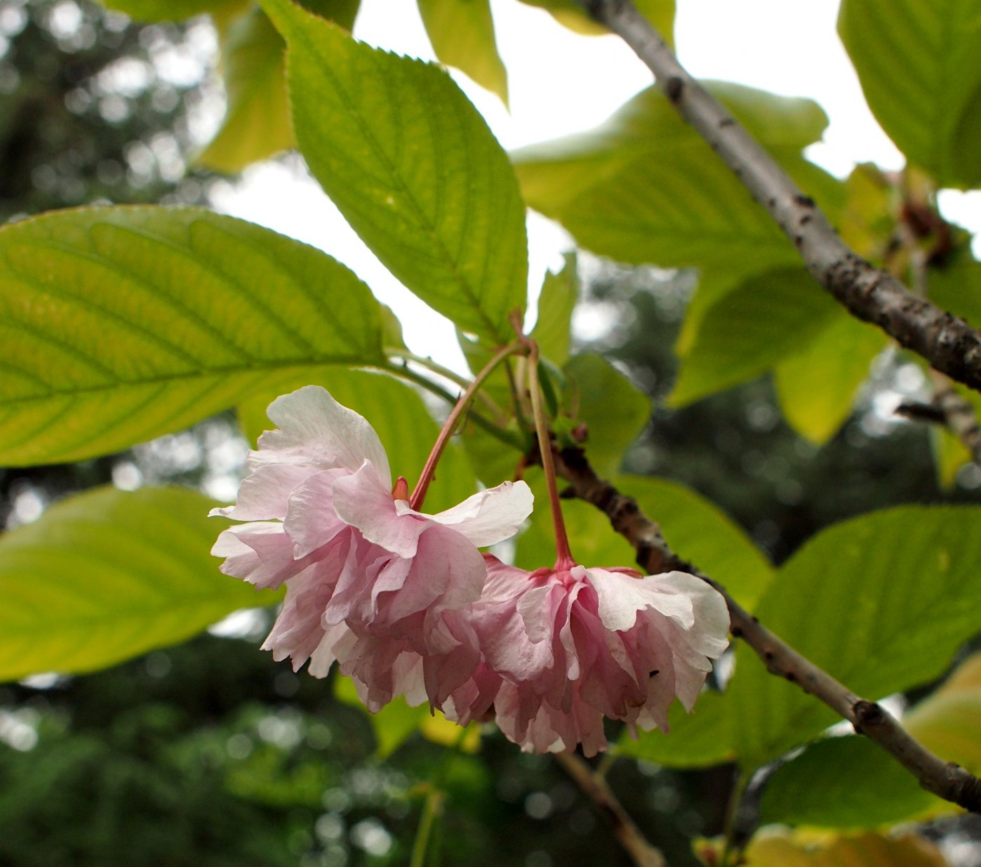 Изображение особи Prunus serrulata.