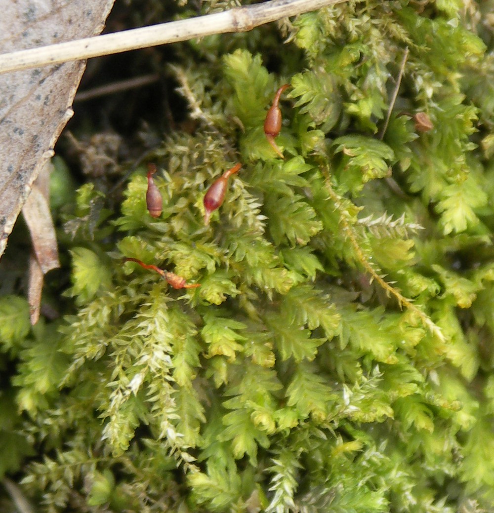 Image of Fissidens taxifolius specimen.