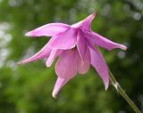 Aquilegia ecalcarata