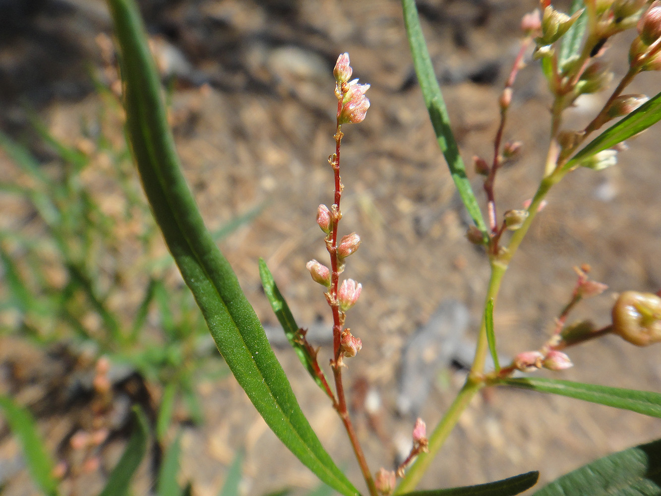 Изображение особи Aconogonon angustifolium.