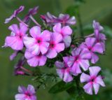 Phlox paniculata