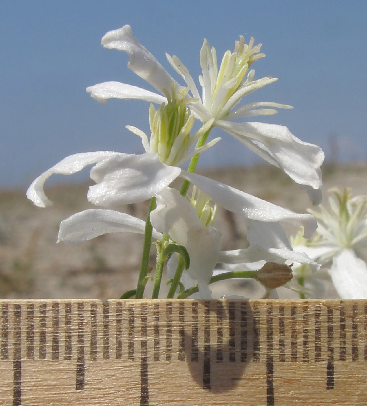 Изображение особи Clematis lathyrifolia.