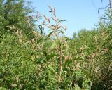 Persicaria maculosa