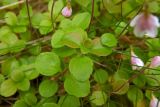 Linnaea borealis