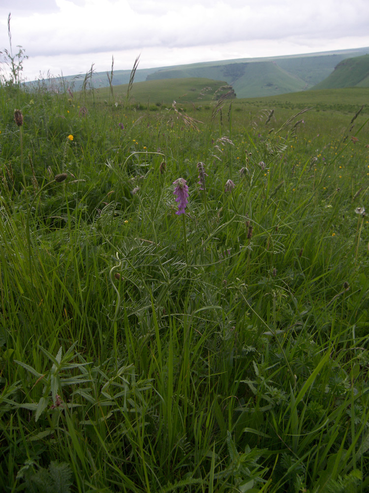 Image of Vicia tenuifolia specimen.