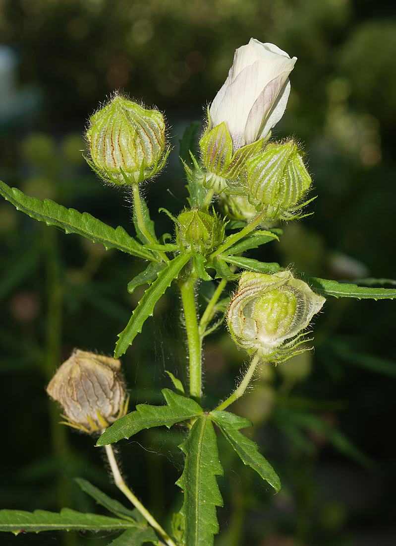 Изображение особи Hibiscus trionum.