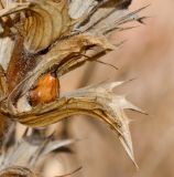 Acanthus mollis