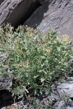 Haplophyllum latifolium