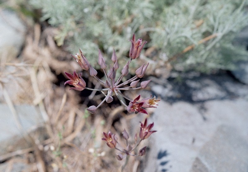 Изображение особи Allium kujukense.