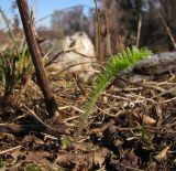 Achillea millefolium